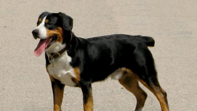 Entlebucher Mountain Dog