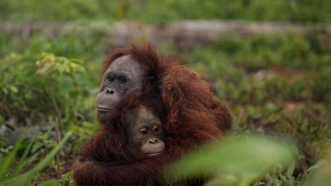 Induk Orangutan memeluk anaknya