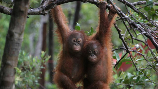 Sekolah Bayi Orangutan