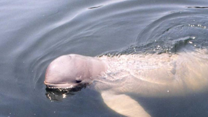 Pesut (irrawaddy  dolphin)