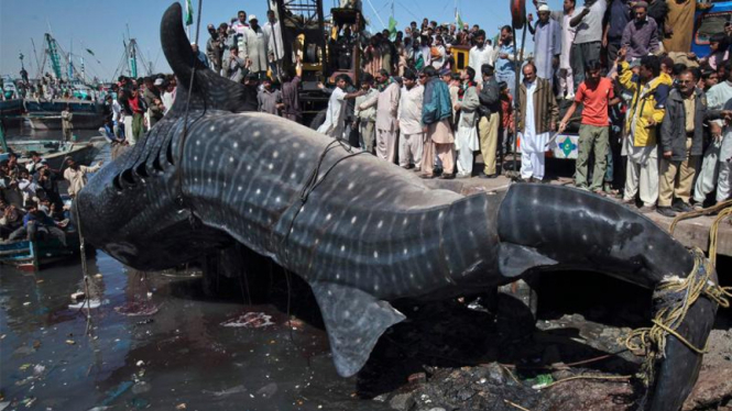 Hiu paus yang ditemukan di perairan Pakistan 