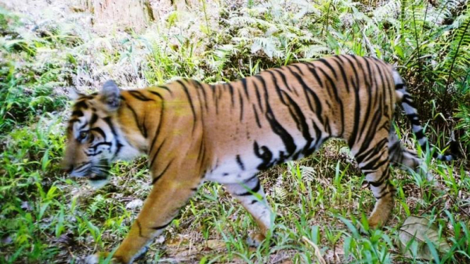 Harimau Sumatera tertangkap kamera pengintai