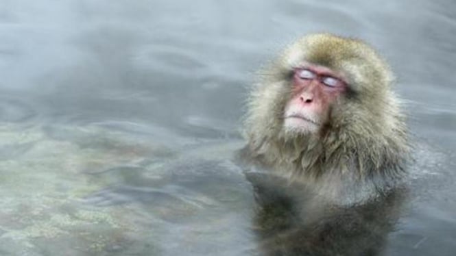Monyet berendam air panas