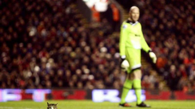 Shanks, kucing yang mengganggu laga Liverpool vs Spurs