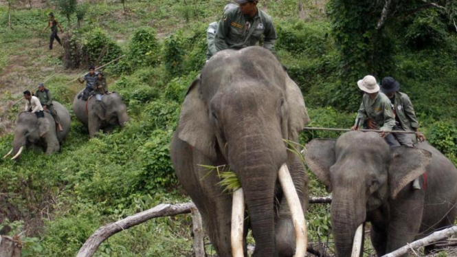 Patroli Gajah