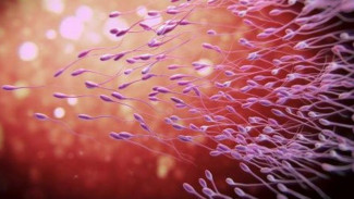 Perjalanan Manusia dari Sperma Sampai Menjadi Bayi