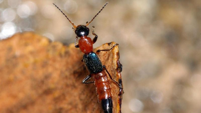 tomcat (rove beetle)