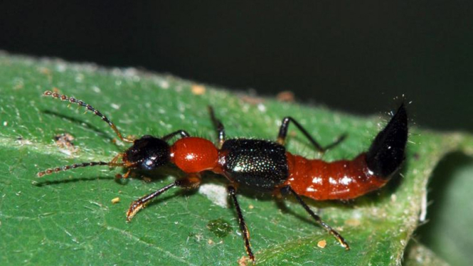 tomcat (rove beetle)