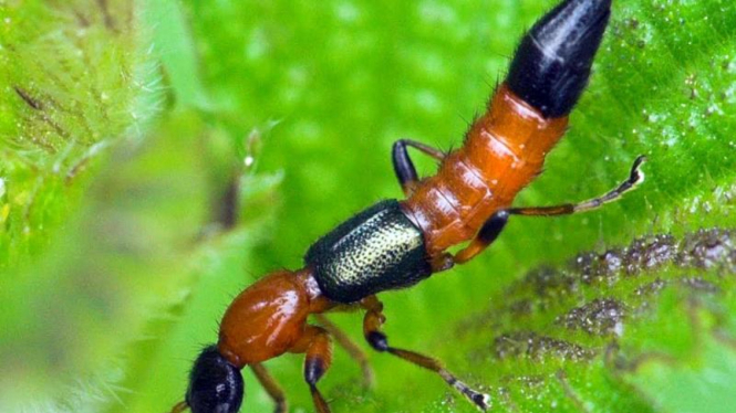 tomcat (rove beetle)