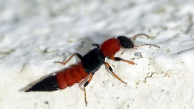 tomcat (rove beetle)