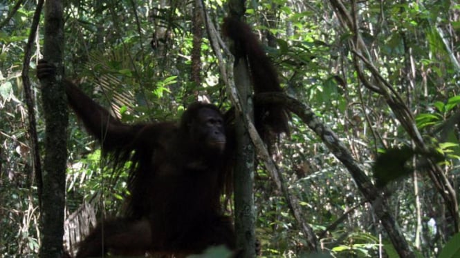 Pelepasan Orangutan