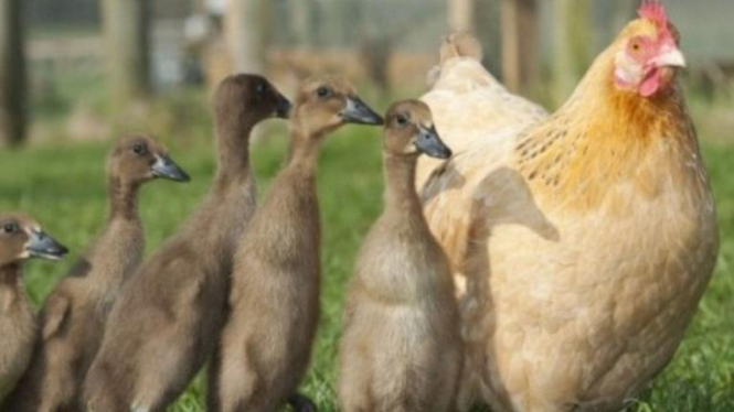 Induk ayam, Hilda, bersama lima anak bebeknya