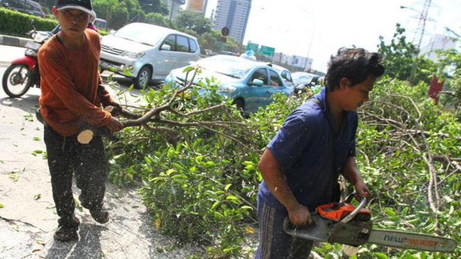 Upaya Pencegahan Pohon Tumbang di Jakarta