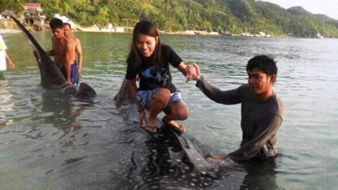 Video gadis berselancar di atas ikan hiu paus hebohkan Filipina