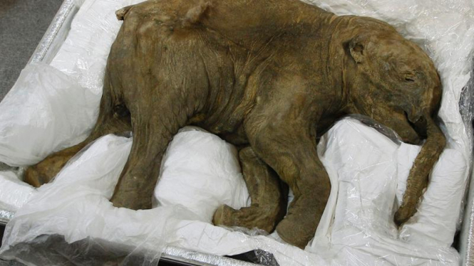 Bayi mammoth berusia 40 ribu tahun