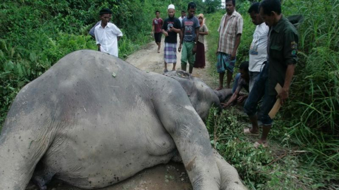 Seekor gajah betina mati di Desa Krueng Ayon Aceh