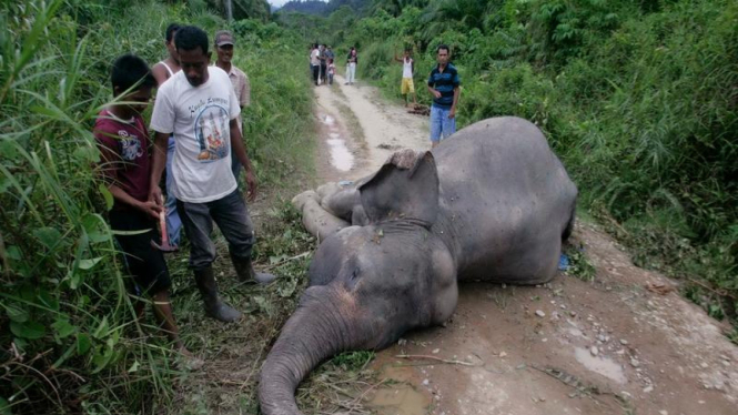 Seekor gajah betina mati di Desa Krueng Ayon Aceh beberapa waktu lalu