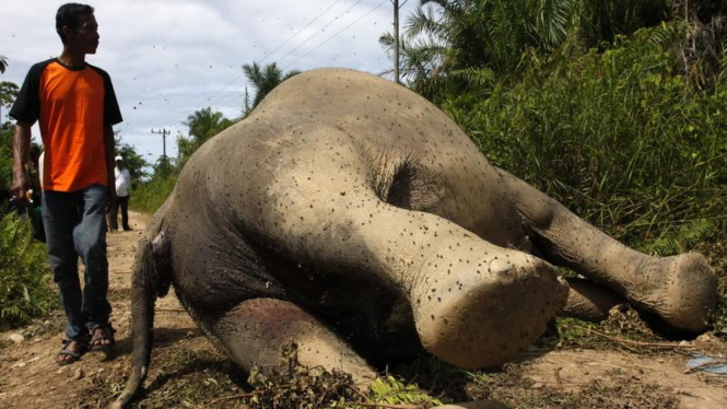 Seekor gajah betina mati di Desa Krueng Ayon Aceh