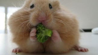 Hamster, Hewan Pengerat Bernilai Jual