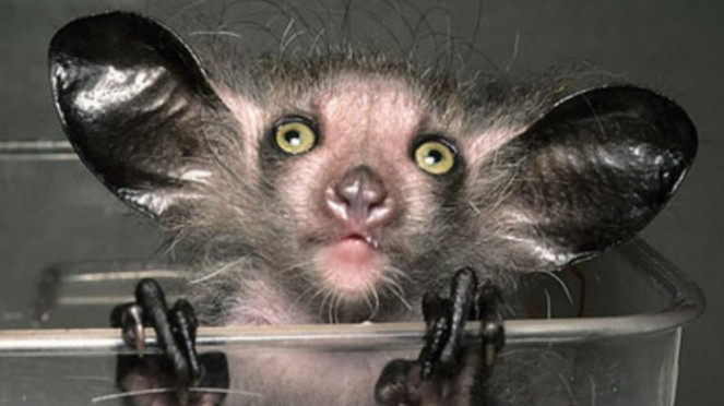 Aye-aye