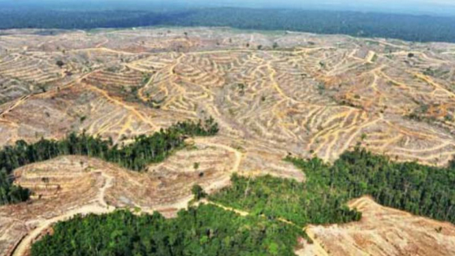 Hutan Kalimantan rusak