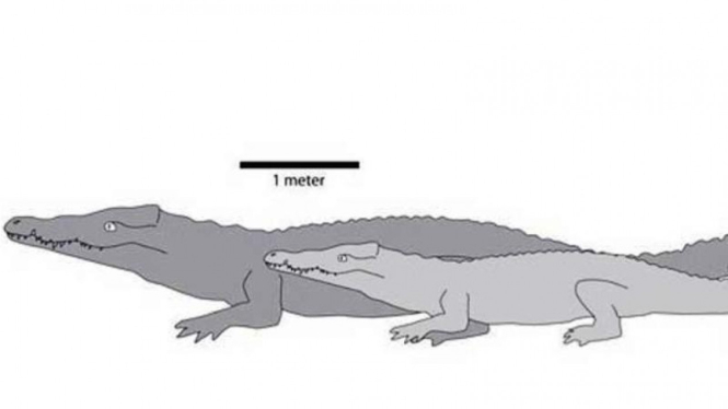 Perbandingan Crocodylus thorbjarnarsoni dengan buaya modern