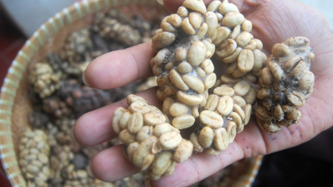 Biji kopi luwak dari Palupuh, Sumatera Barat