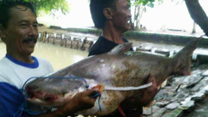 Ikan patin raksasa seberat 50 kilogram