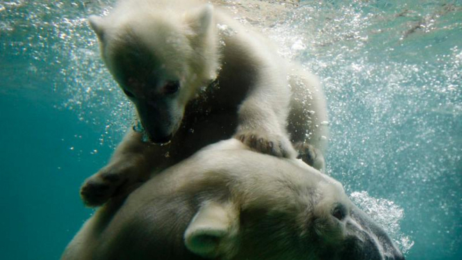 Beruang Kutub di Kebun Binatang Jerman