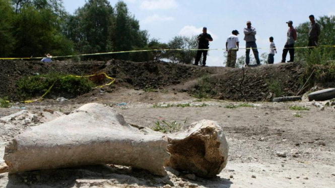 Fosil tulang mammoth ditemukan di Meksiko
