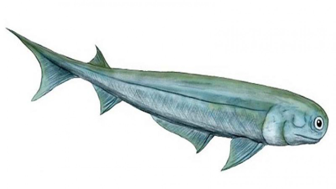 Acanthodes bronni, ikan leluhur manusia