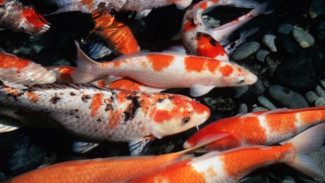8 Jenis Ikan Koi Terpopuler di Indonesia, dari Murah hingga Mahal