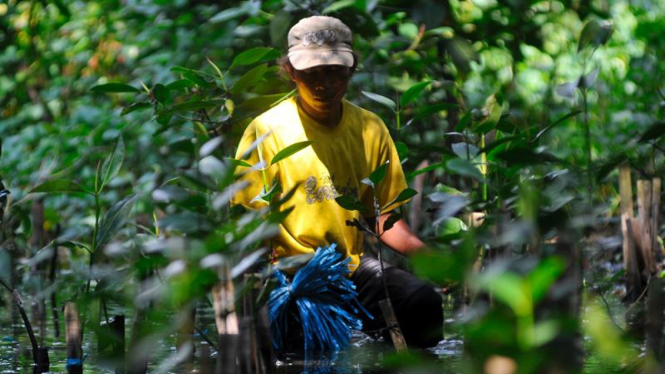 Penanaman Pohon Mangrove