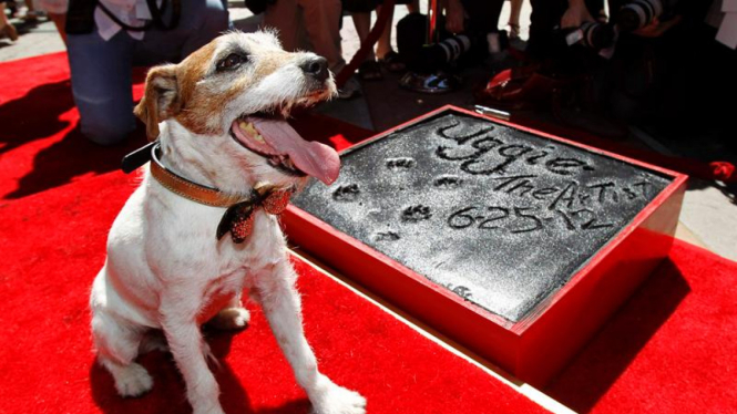 Tapak kaki anjing 'Uggie' diabadikan di Hollywood