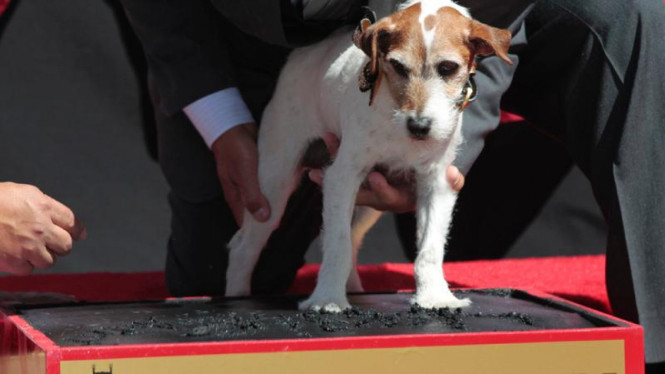 Tapak Kaki Anjing Pertama Di Hollywood