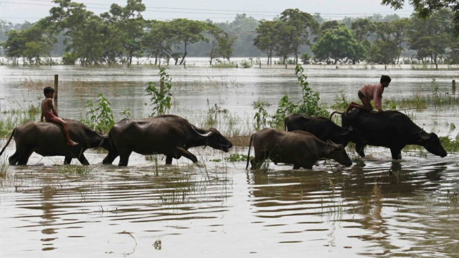 Warga Assam, India, melintasi sawah yang terendam banjir.