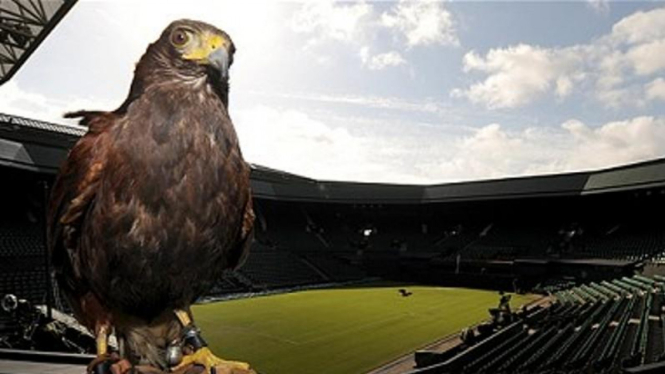 Rufus, elang yang berpatroli di Wimbledon