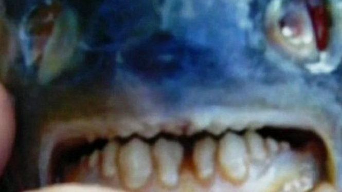 Ikan pacu punya gigi mirip manusia