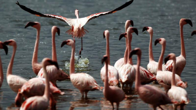 Populasi Burung Flamingo di Kenya