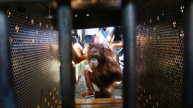 Sepasang Orang Utan Diselamatkan Dari Rumah Warga