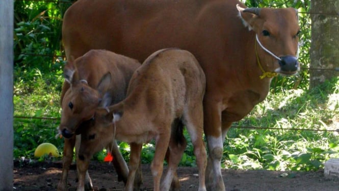 Dua ekor anak persilangan banteng dengan sapi bali