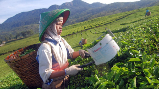 Pemetik teh di kawasan PT Perkebunan Nusantara (PTPN) VI di Solok, Sumbar