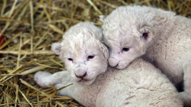 Dua Ekor Bayi Singa Putih di Meksiko