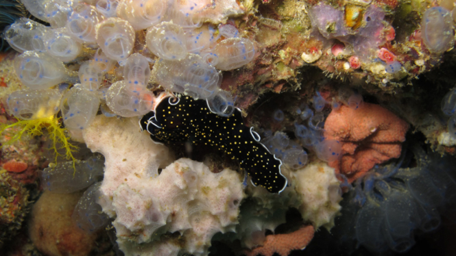 Pesona bawah laut Raja Ampat