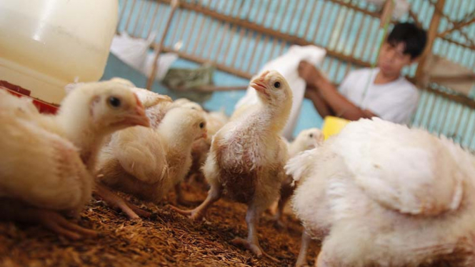 Harga Ayam Naik, Inflasi Juli 0,7%
