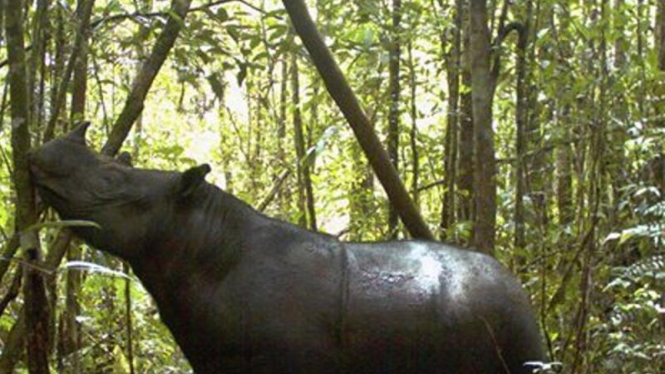 Badak Sumatra tertangkap kamera di Aceh