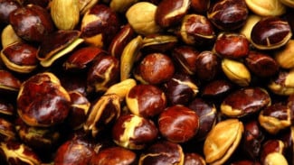 Tips Menghilangkan Bau Jengkol