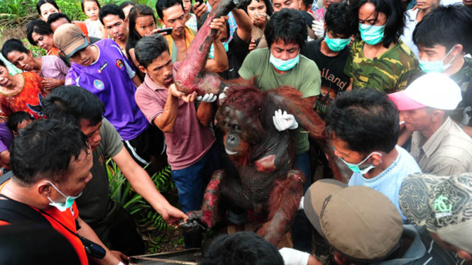 Evakuasi Orangutan Sekarat