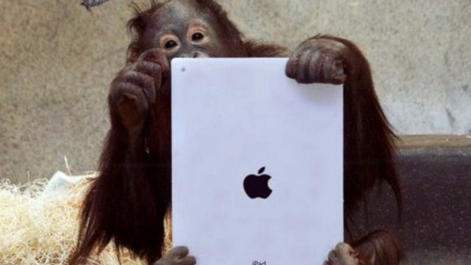 Orangutan di kebun binatang AS dan Kanada mendapat iPad