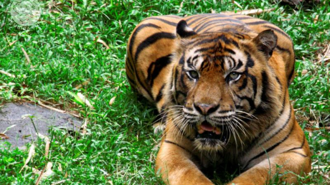 Harimau Sumatra di Gembira Loka Zoo